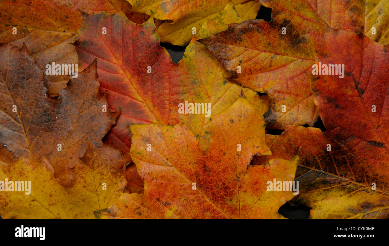 Dem Hintergrund der Blätter im Herbst Stockfoto