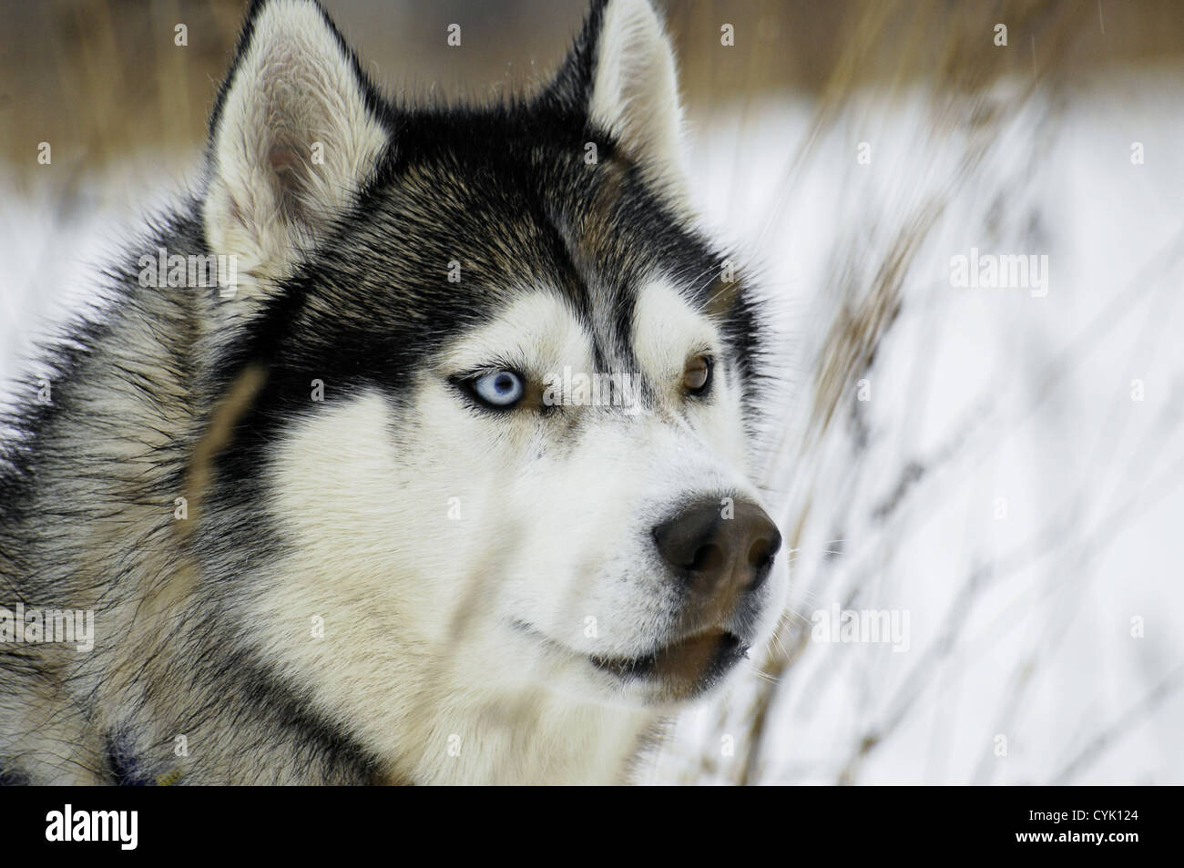 der-siberian-husky-es-ist-ein-hund-mittlerer-gr-e-dichtes-fell