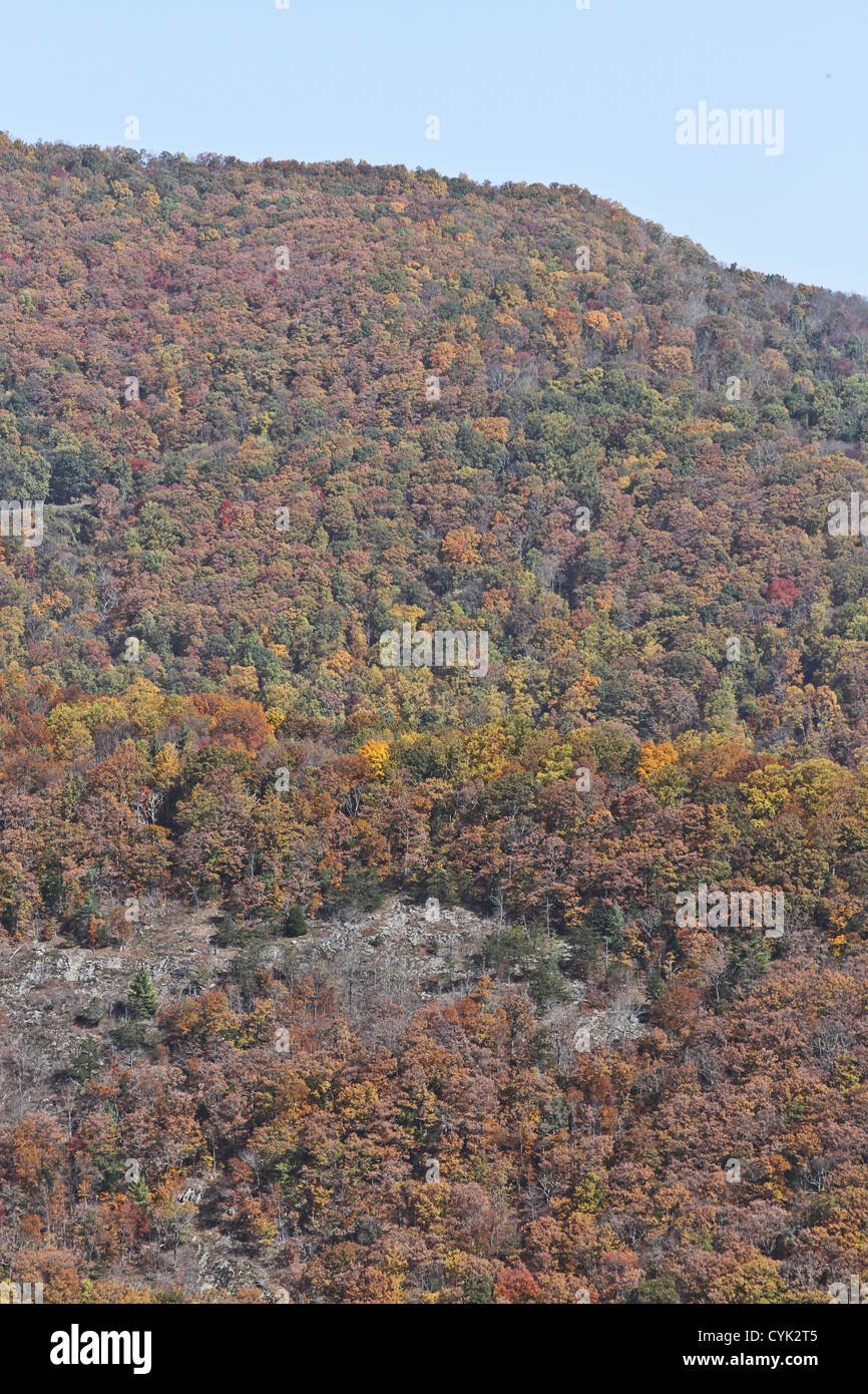 Prachtvoll gefärbten Wald der Appalachian Berge im Herbst mit dem Blauen Fahrt Parkway in es in North Carolina Stockfoto