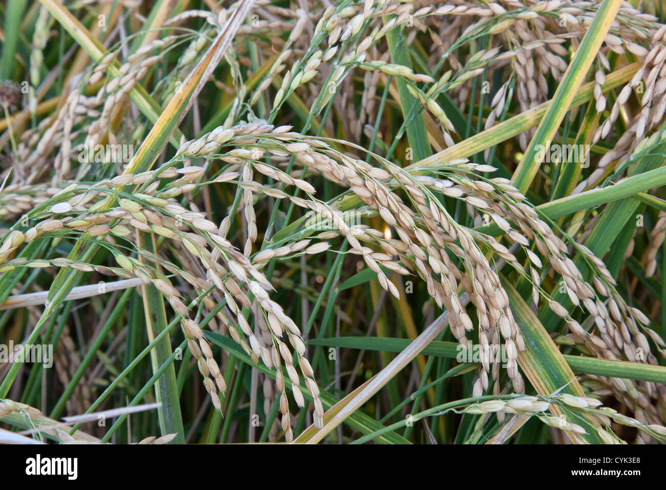 Reifen Sie, weißen Reis in Feld, kurze Korn wachsen. Stockfoto