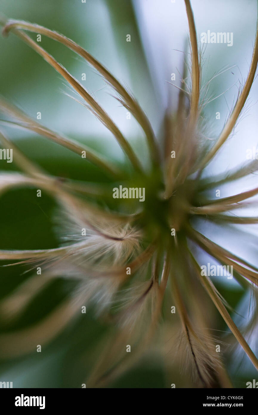 Samen-Leiter der Clematis blühen Stockfoto