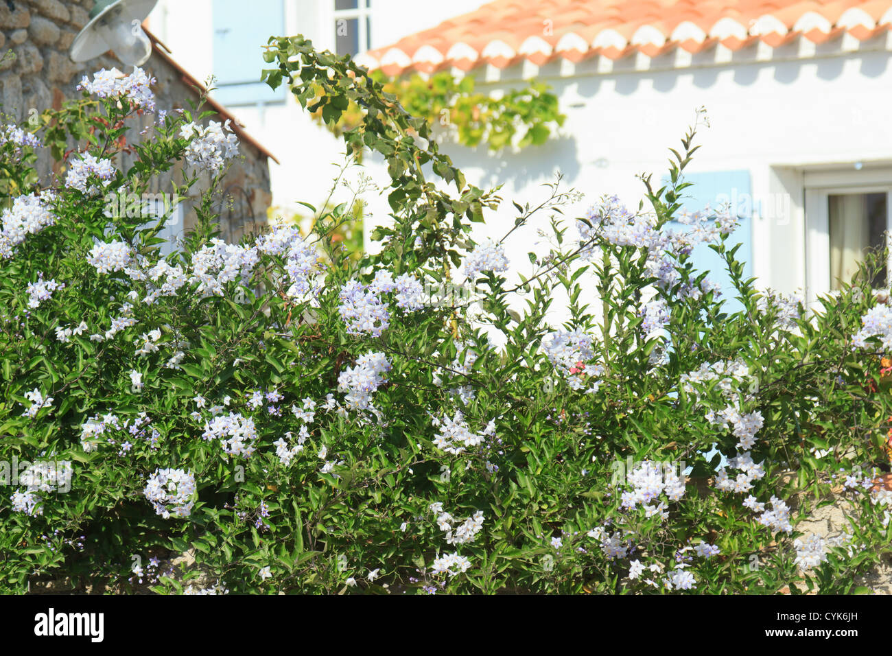 Jasmin Nachtschatten, Solanum Jasminoides = Solanum Laxum (Frankreich, Vendée, Île de Noirmoutier) Stockfoto