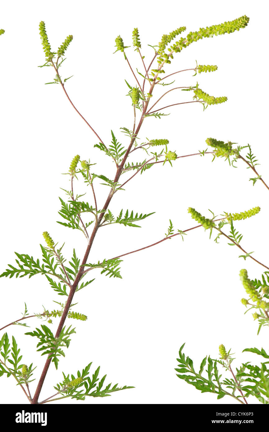 Ambrosia Artemisiifolia, Beifußblättrige Ambrosie in Blumen / / Ambroisie À Feuilles d'armoise, Ambroisie Élevée, Herbe À Poux Stockfoto