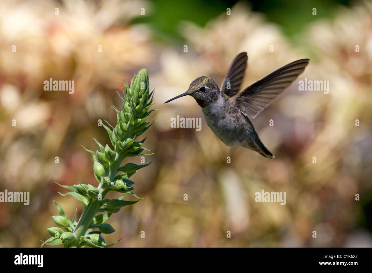 Annas Kolibri (Calypte Anna) schwebt in der Nähe einer Anlage in Nanaimo, Vancouver Island, BC, Kanada im Juni Stockfoto