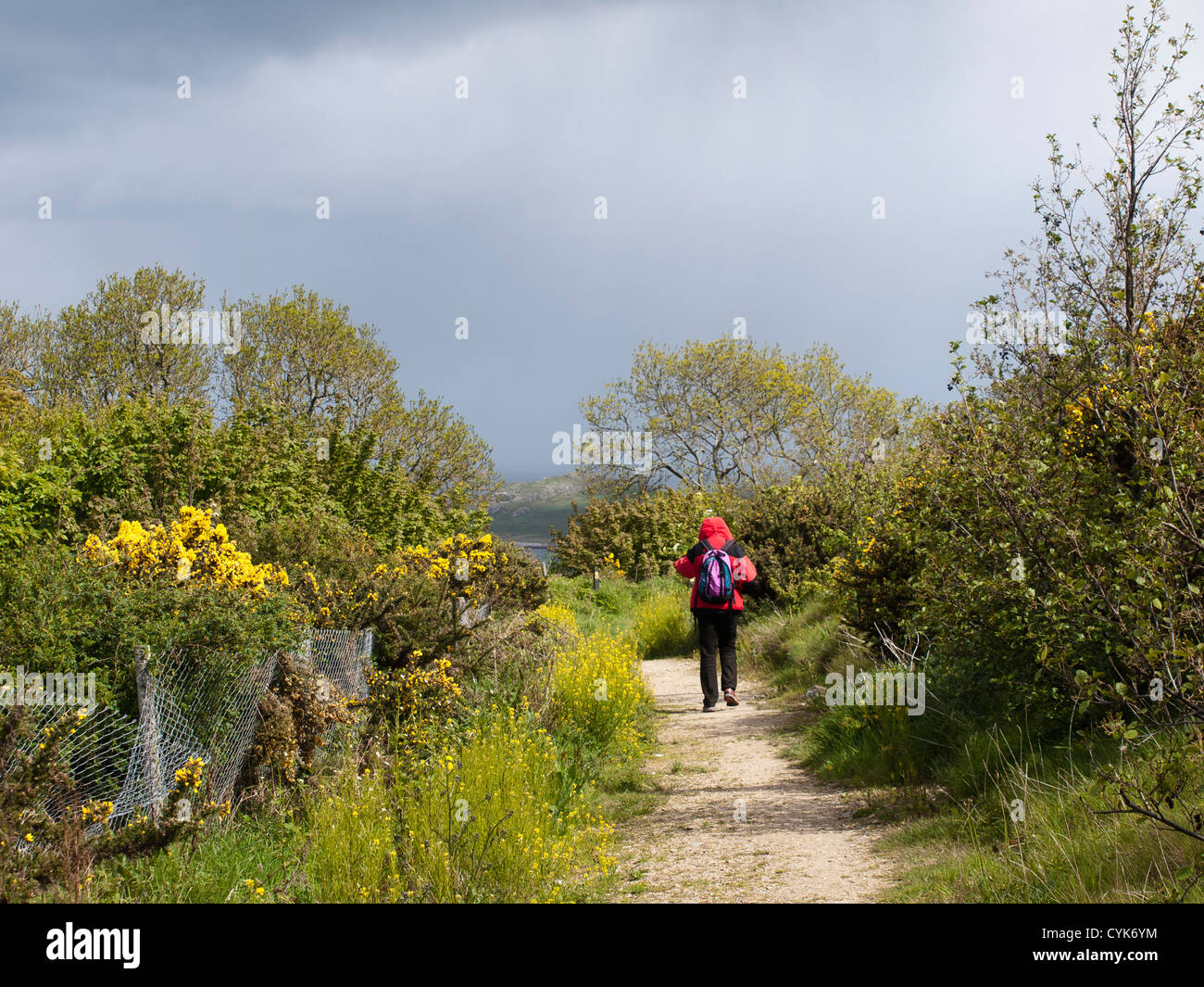 Howth an der Küste in der Nähe von Dublin Irland verfügt über einen malerischen Schleife Fuß mit verschiedenen Längen Mann Wandern durch Feld, Stechginster Blumen Stockfoto