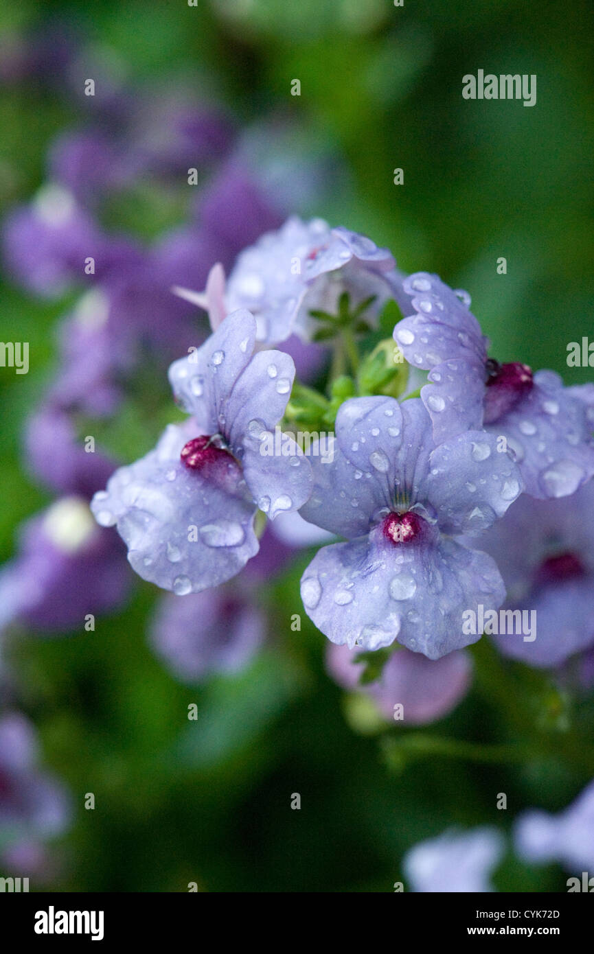 Enge, von Nemesia Gartenblumen nach Regen Stockfoto