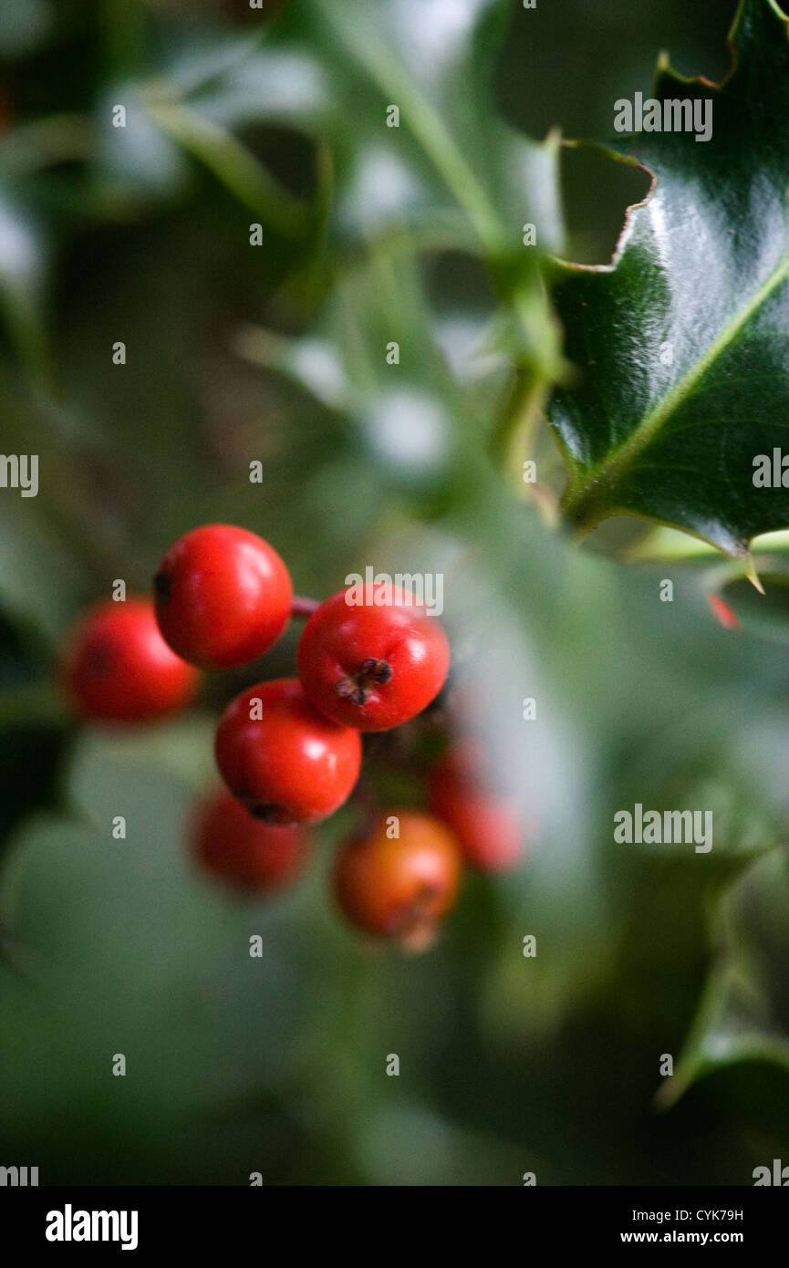 Nahaufnahme von Holly Beeren Stockfoto