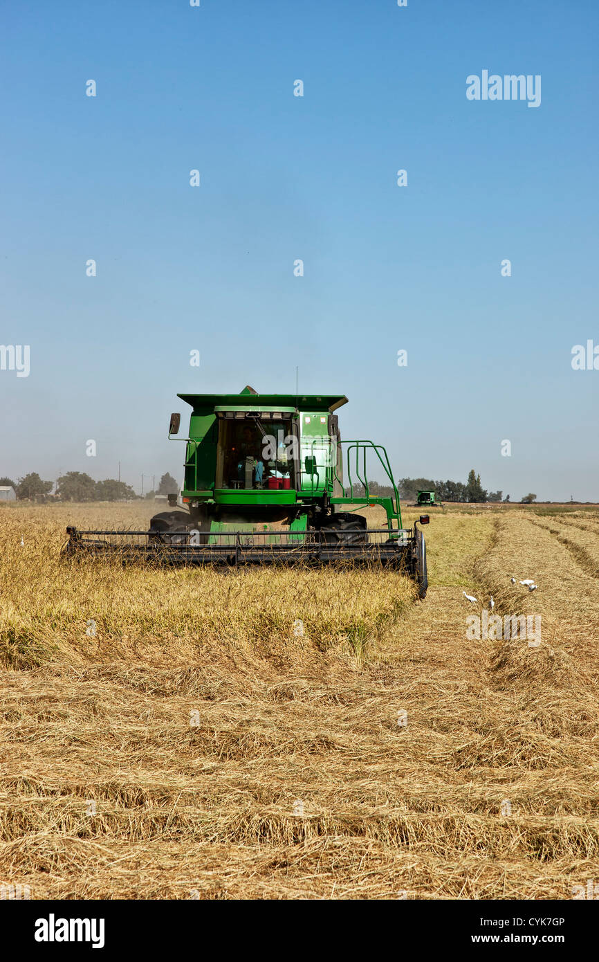John Deere Mähdrescher ernten "kurze Grain" weißer Reis. Stockfoto