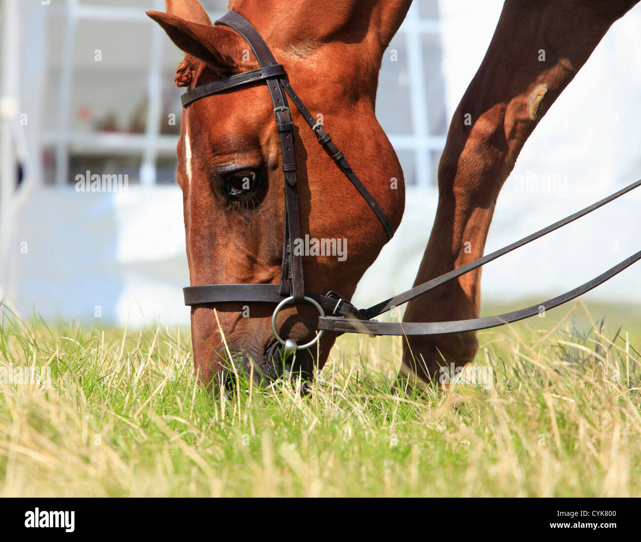 Braune Pferd mit zügeln Weiden auf Rasen. Stockfoto