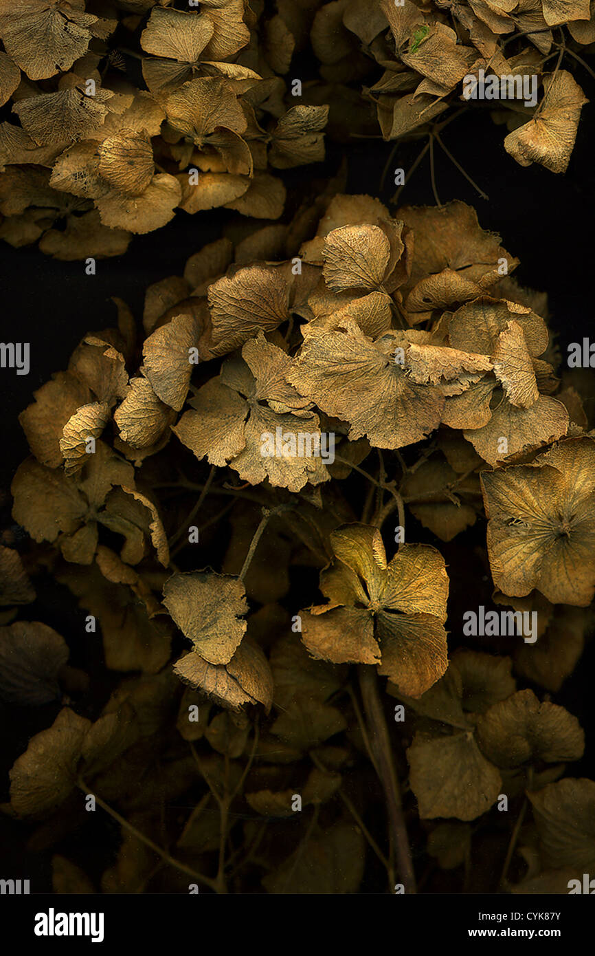 Scannogramm der Toten Hortensie Blütenköpfe Stockfoto