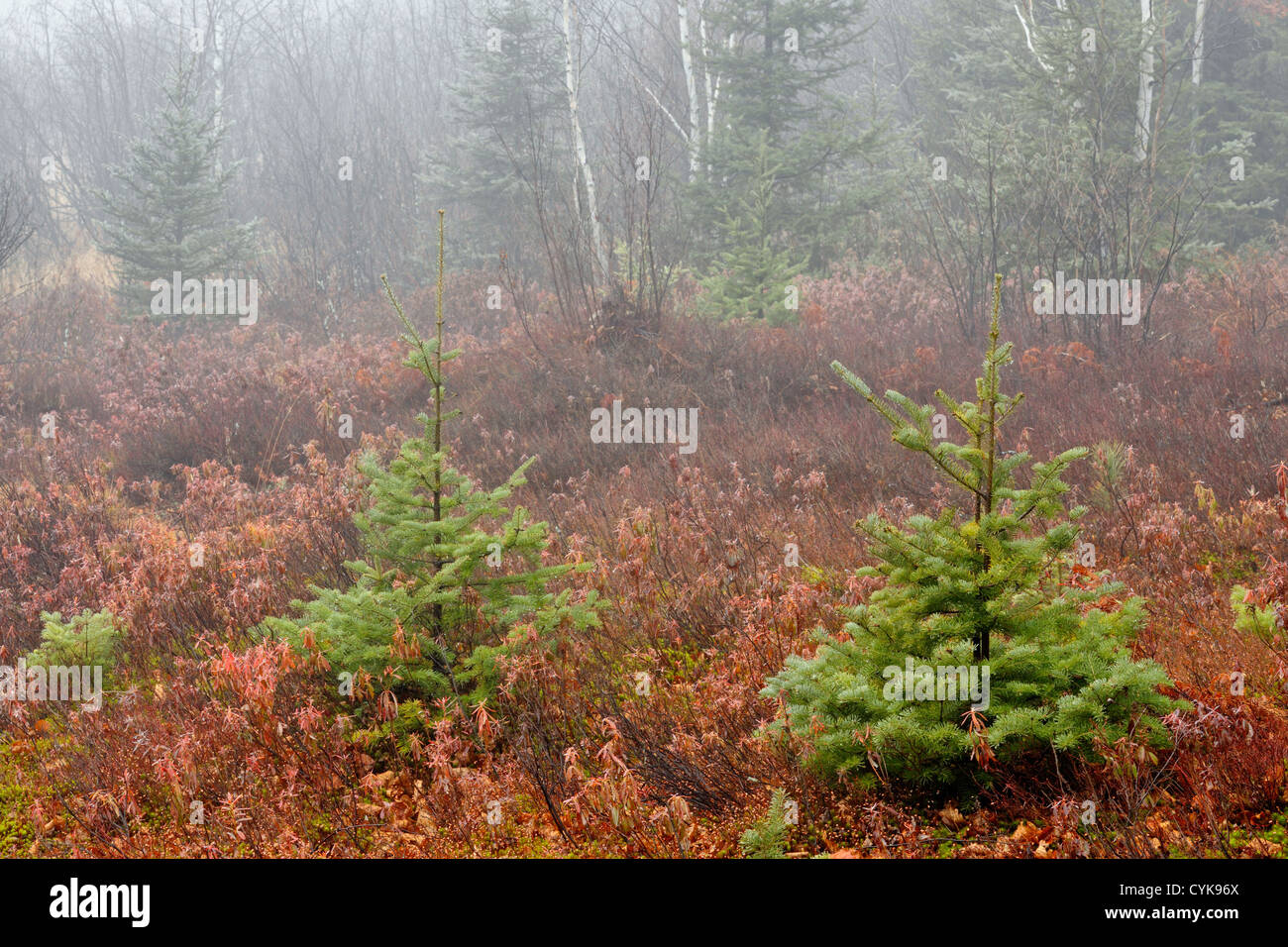 Fichte Sämlinge und Schafe Laurel Sträucher im November Nebel, Greater Sudbury, Ontario, Kanada Stockfoto