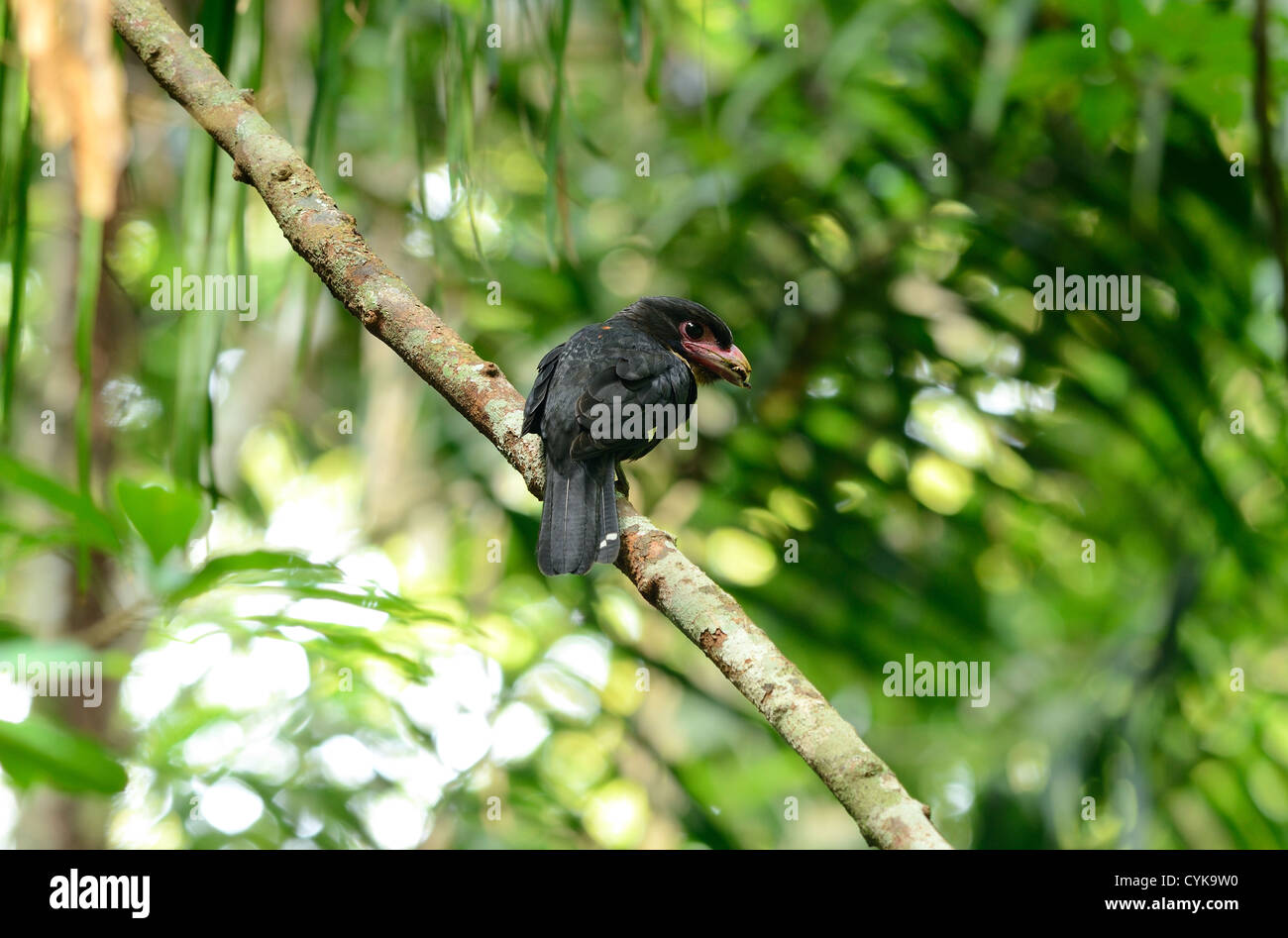 schöne altrosa Broadbill ruht auf Ast im Wald von Thailand Stockfoto