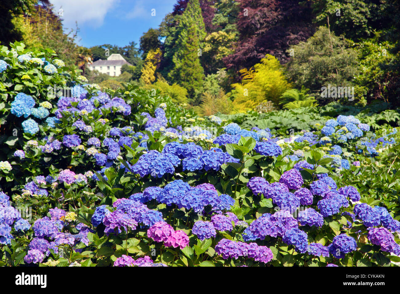 Trebah Garden; Cornwall; VEREINIGTES KÖNIGREICH; Hortensien blühen Stockfoto