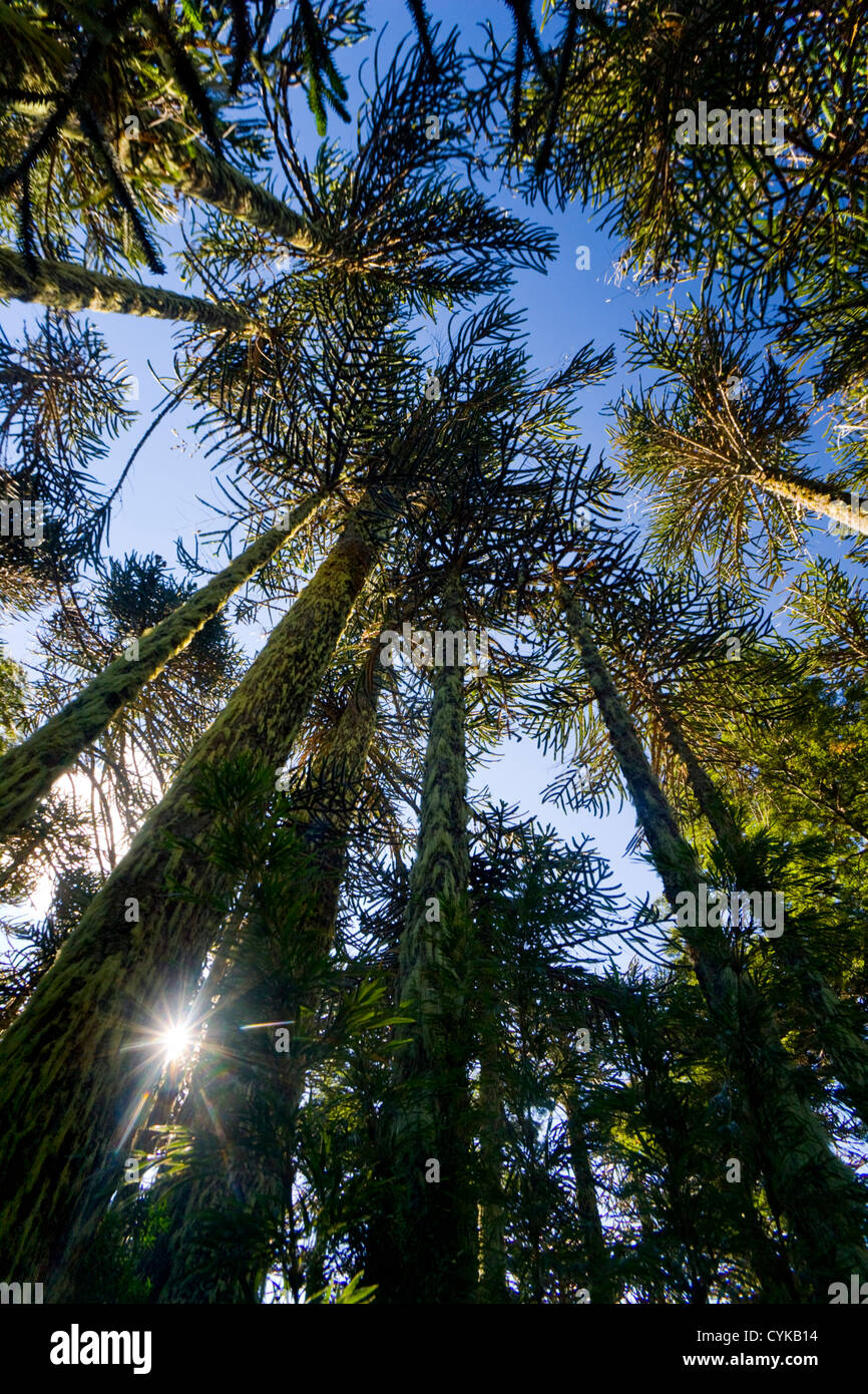 Nationalpark Huerquehue, Chile. Süd-Amerika. Monkeypuzzle Bäume. Araucania-Region. Anden Berge. Stockfoto