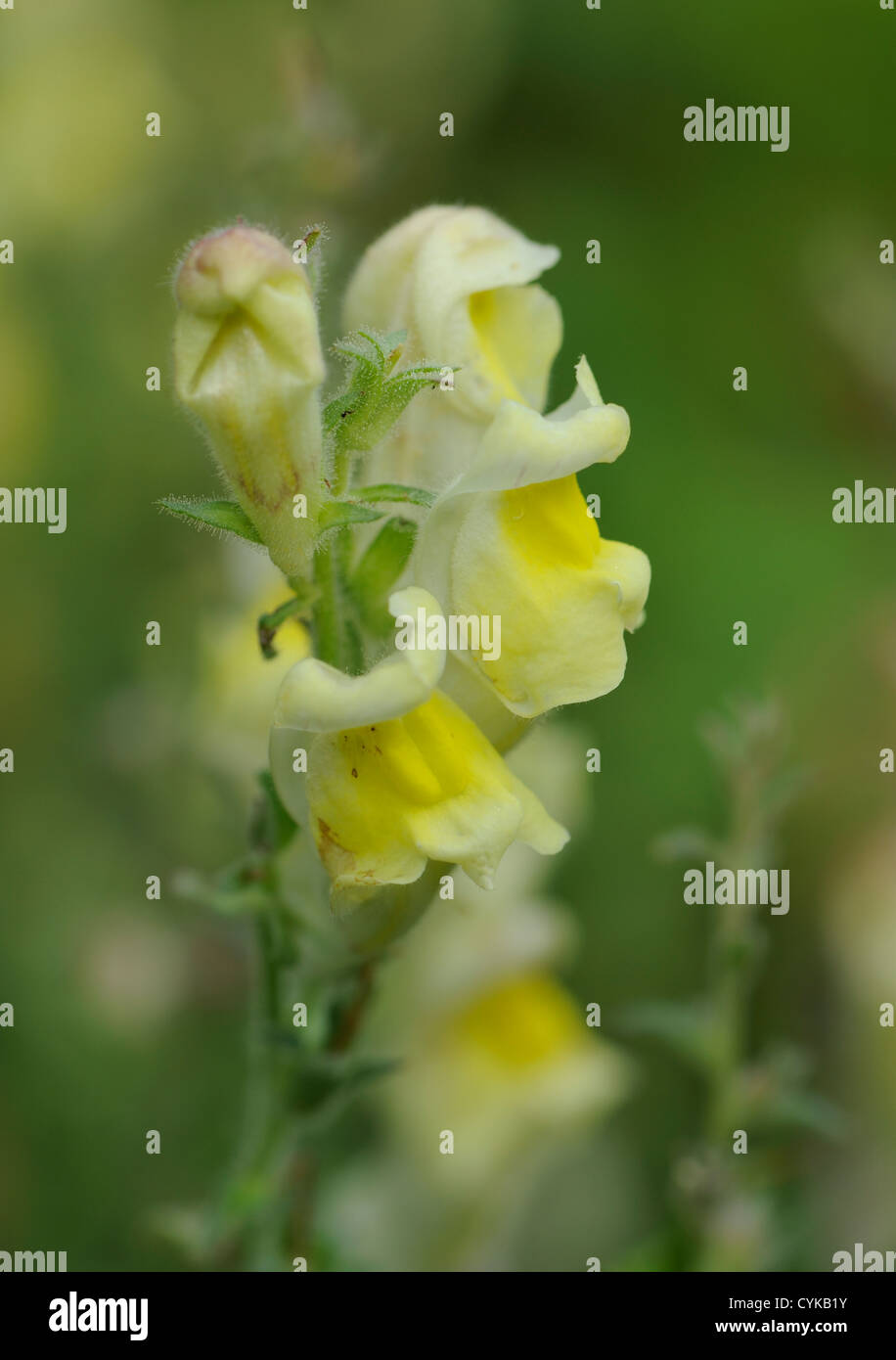 Löwenmaul (Antirrhinum Majus) wächst auf Brachland durch eine Straße.   Barrio La Gloria, Potes, Pesaguero, Kantabrien, Spanien. Stockfoto