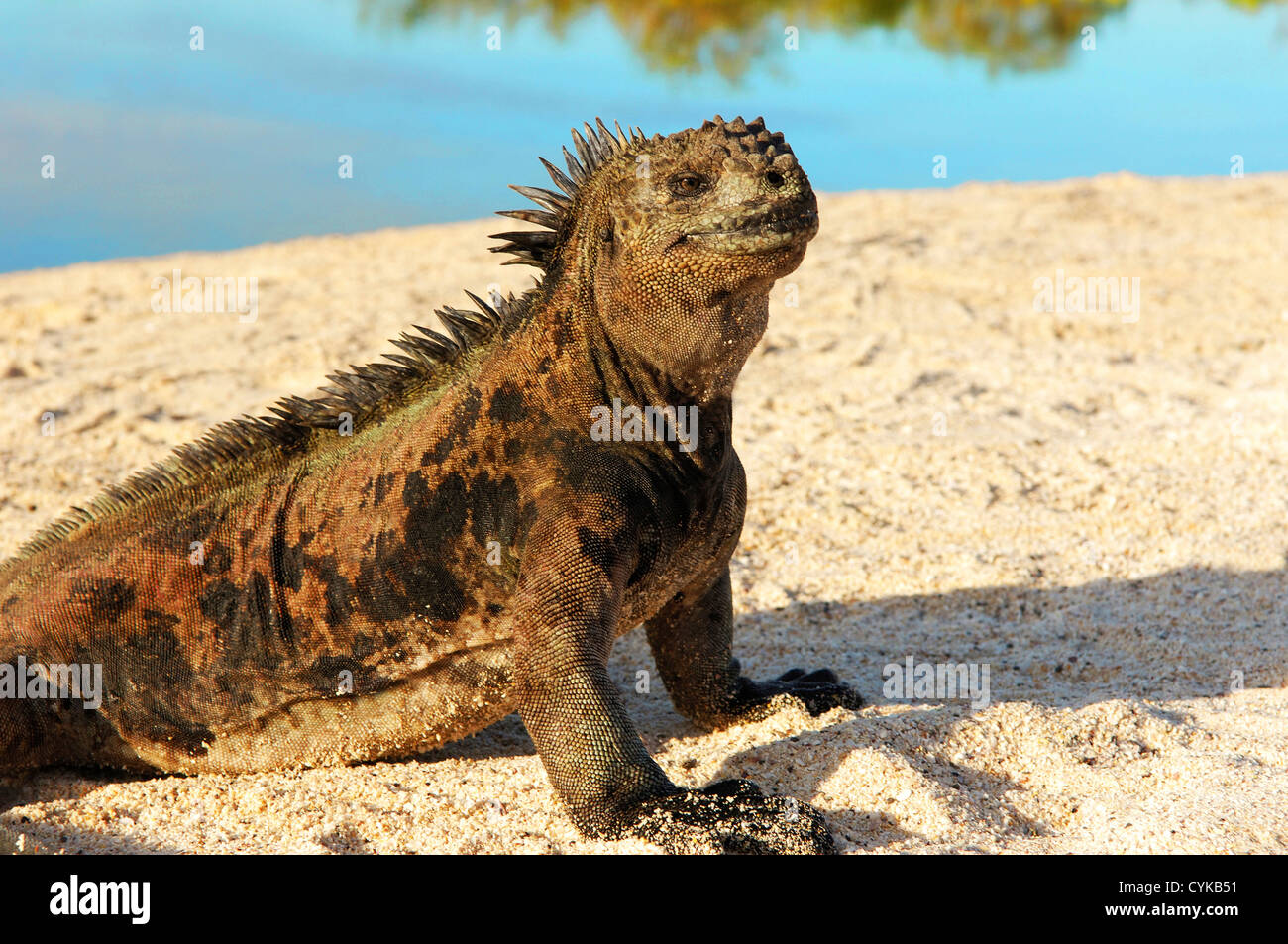 Nahaufnahme einer Marine Iguana, Galapagos-Inseln, Ecuador (Amblyrhynchus Cristatus) am Strand. Stockfoto