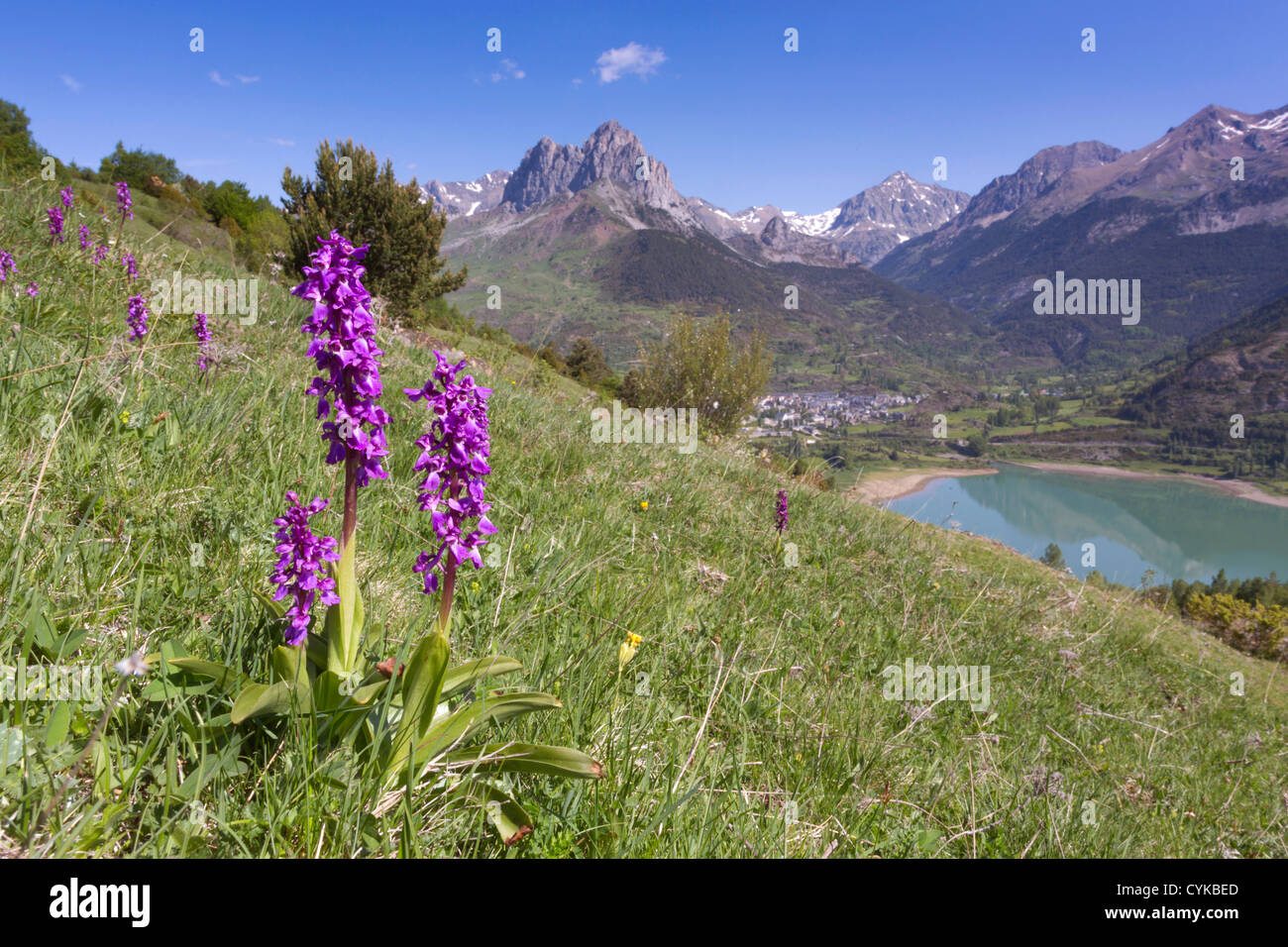 Sallent de Gallego; Lanuza Reservoir; Aragon; Pyrenäen; Spanien; Orchideen im Vordergrund Stockfoto