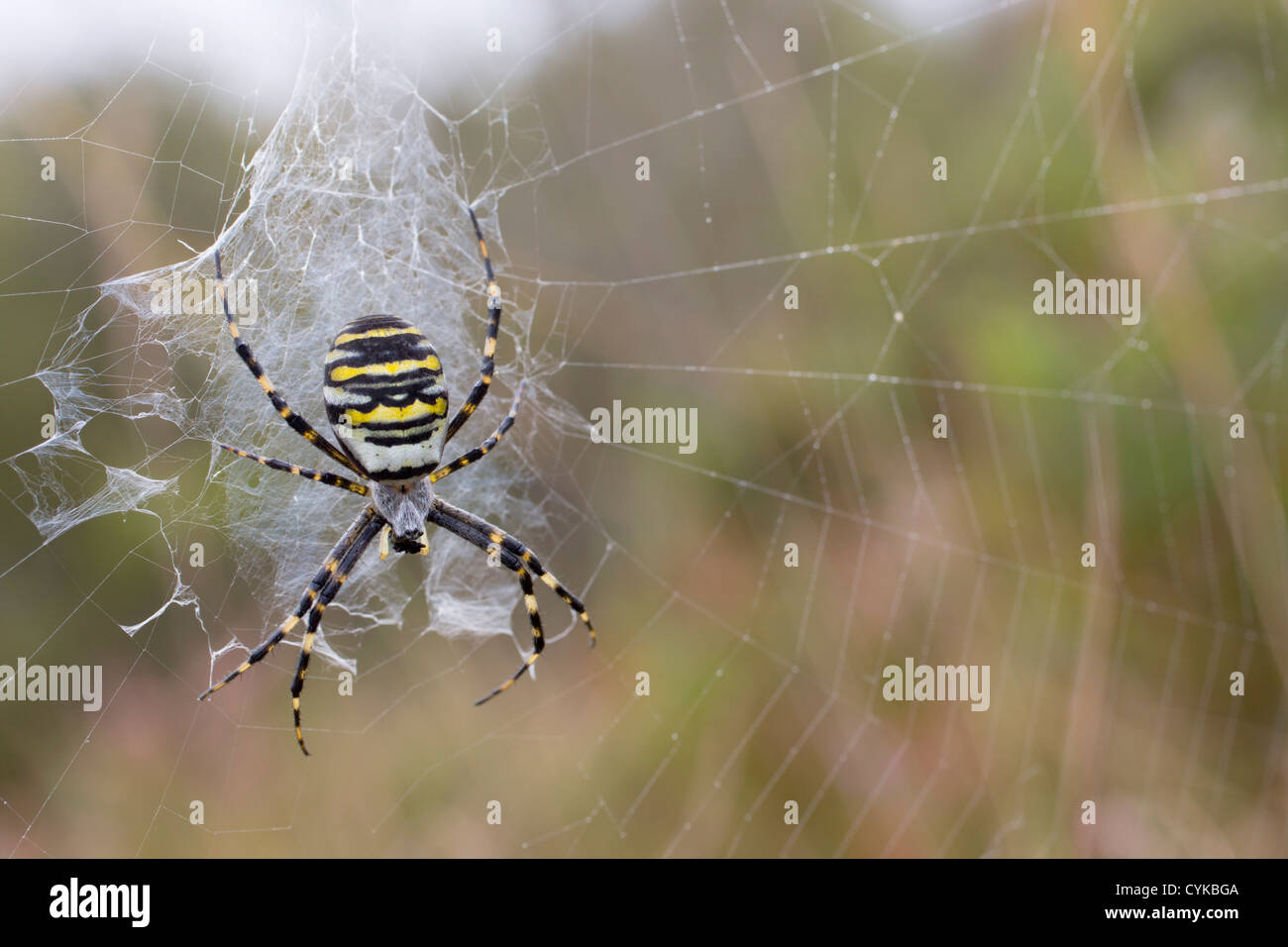 Wasp Spider; Argiope Bruennichi; Web; Cornwall; UK Stockfoto