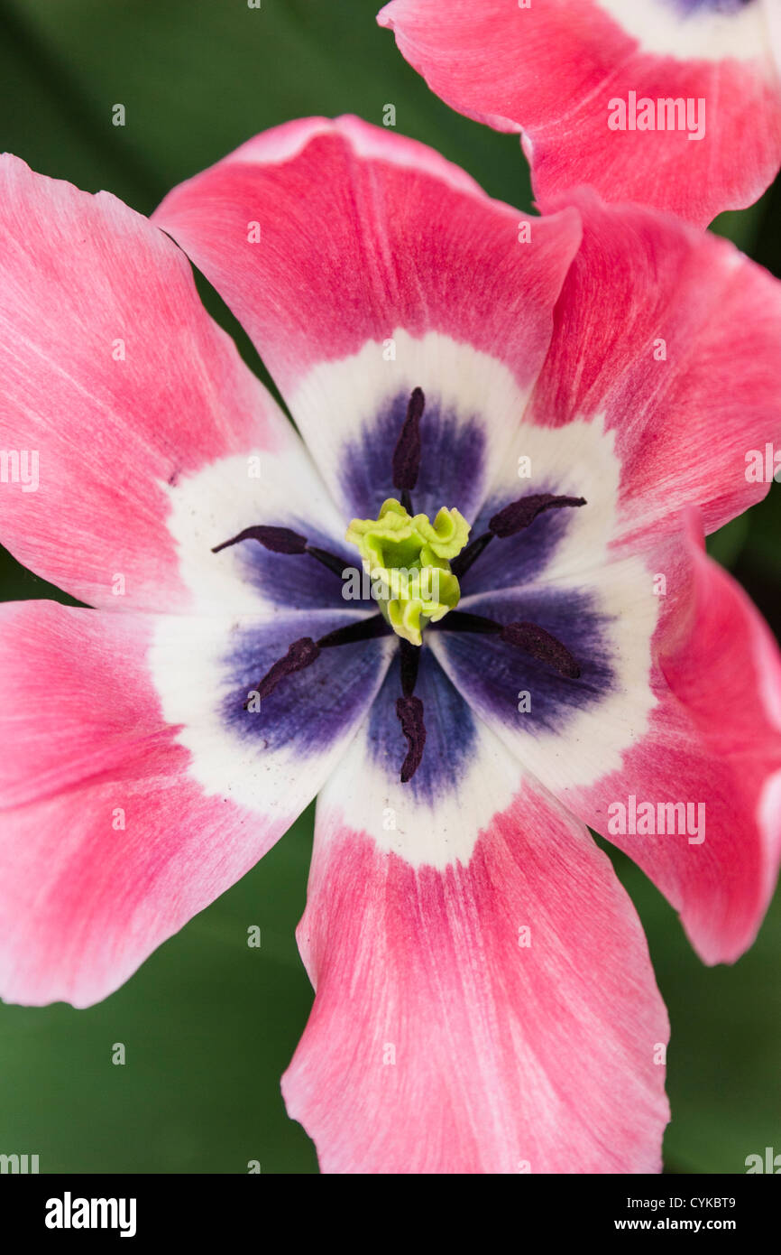 Triumph-Tulpen, Tulipa ' TS 8-1', im Keukenhof Gärten in Süd-Holland in den Niederlanden. Stockfoto