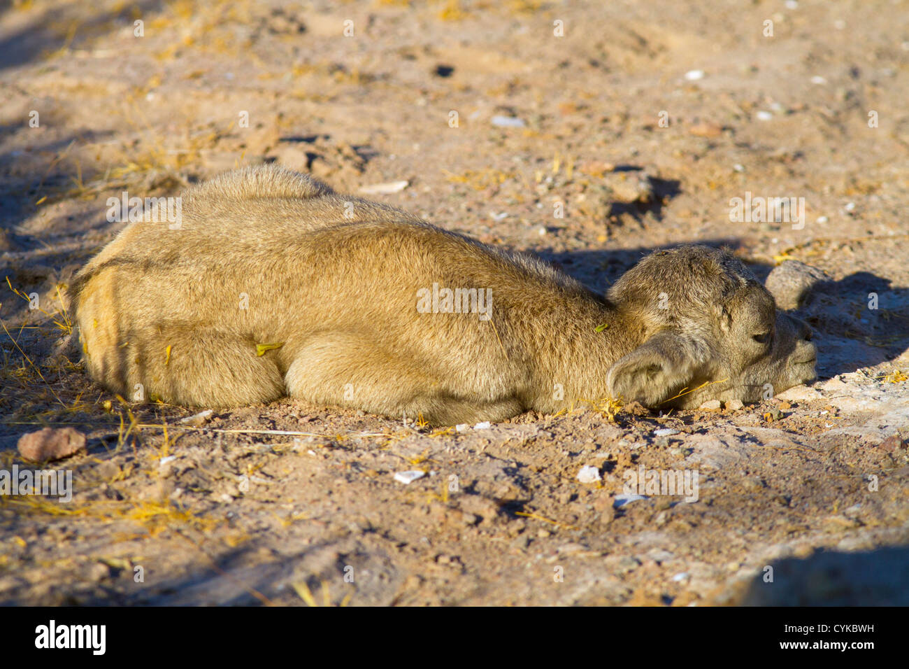 Baja, Mexiko. Eine wilde Dickhornschafe (Ovis Canadensis Nelsoni) Lamm getarnt gegen die Wüstenumgebung. Stockfoto