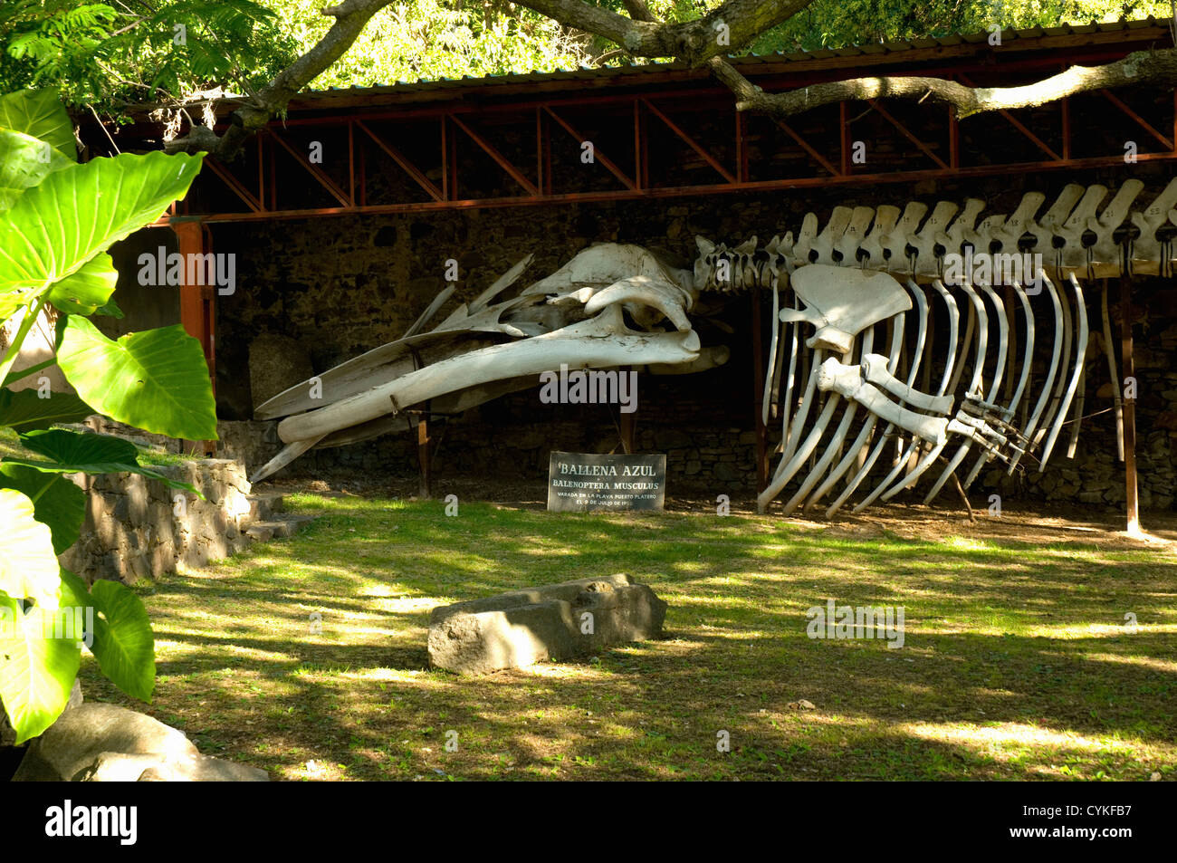 Uruguay. Colonia del Sacramento. Barrio Historico. Museo Municipal. Knochen eines Blauwals. Stockfoto