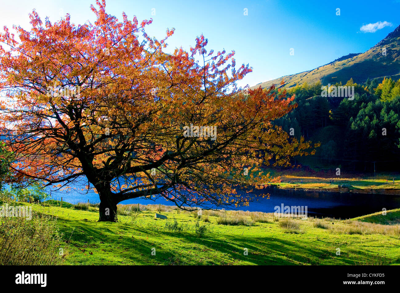 Ein bunter Baum in Herbstfarben im Dovestone Stausee im Peak District, England. Stockfoto