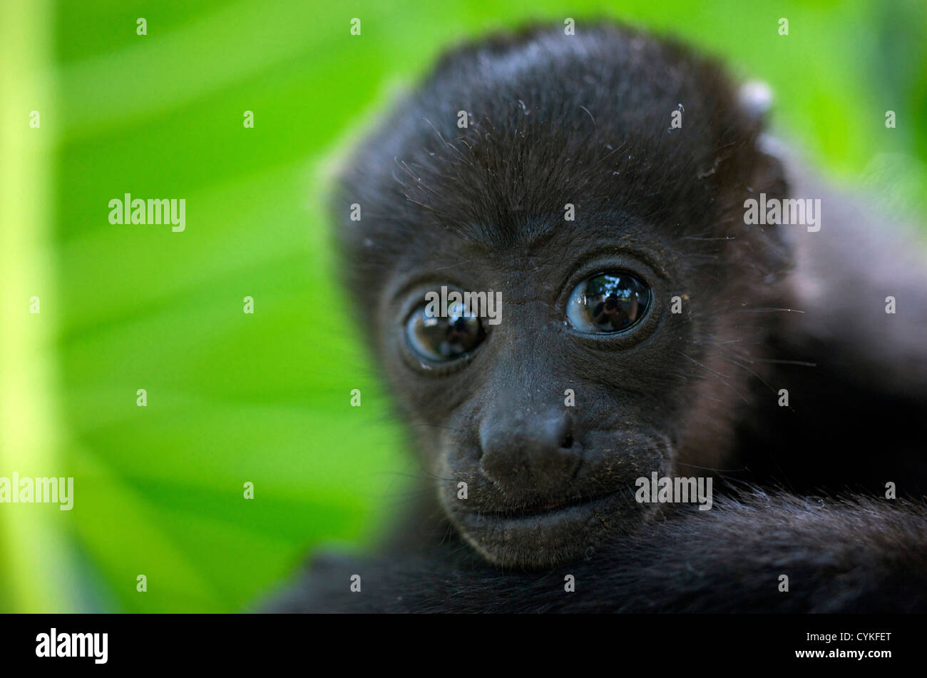 Costa Rica. Die Jaguaren Brüllaffen (Alouatta Palliata) oder Golden Jaguaren heulende Affen. Stockfoto