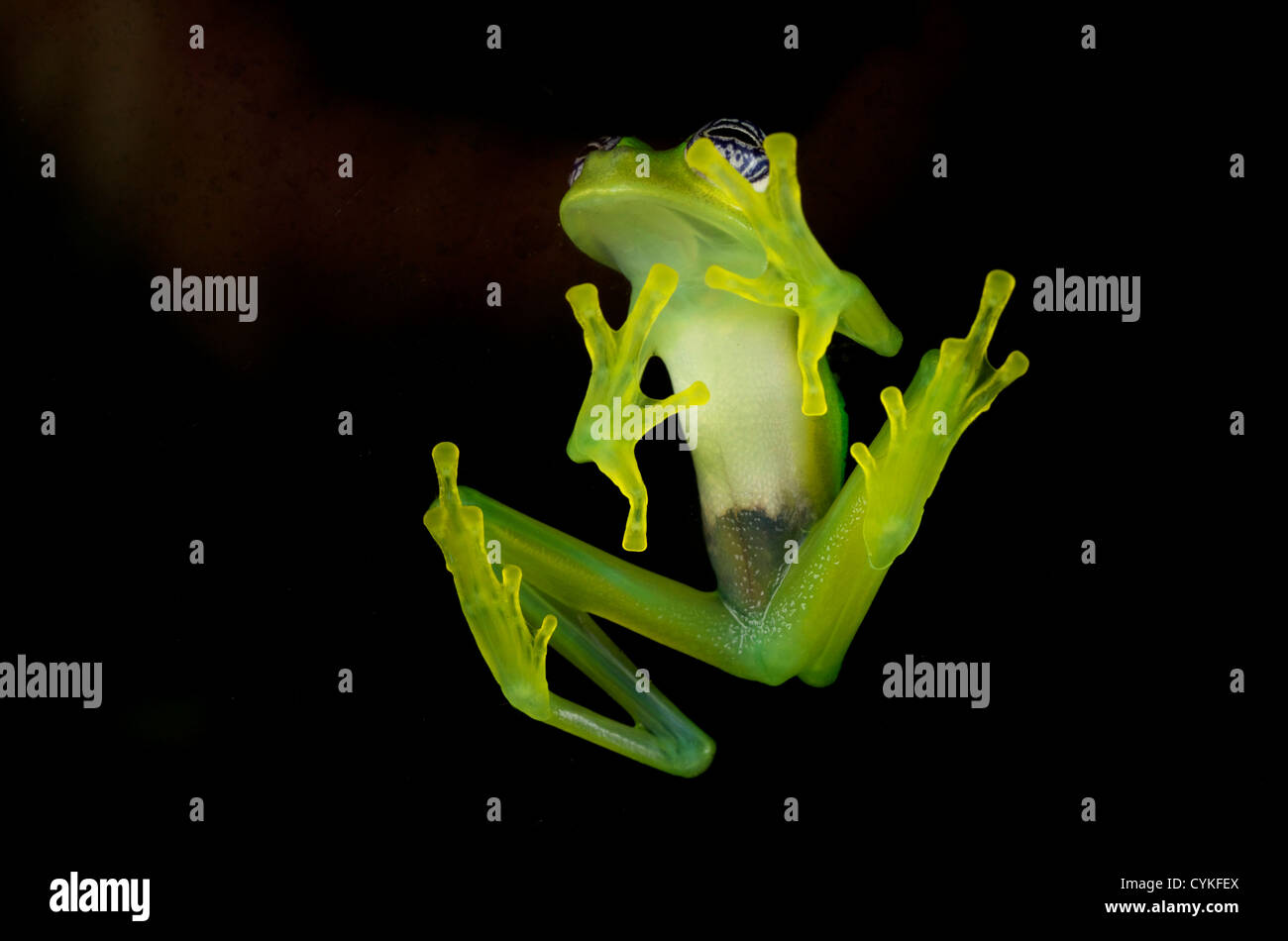 Fleischmann Glas Frosch (Hyalinobatrachium Fleischmanni), Costa Rica. Stockfoto