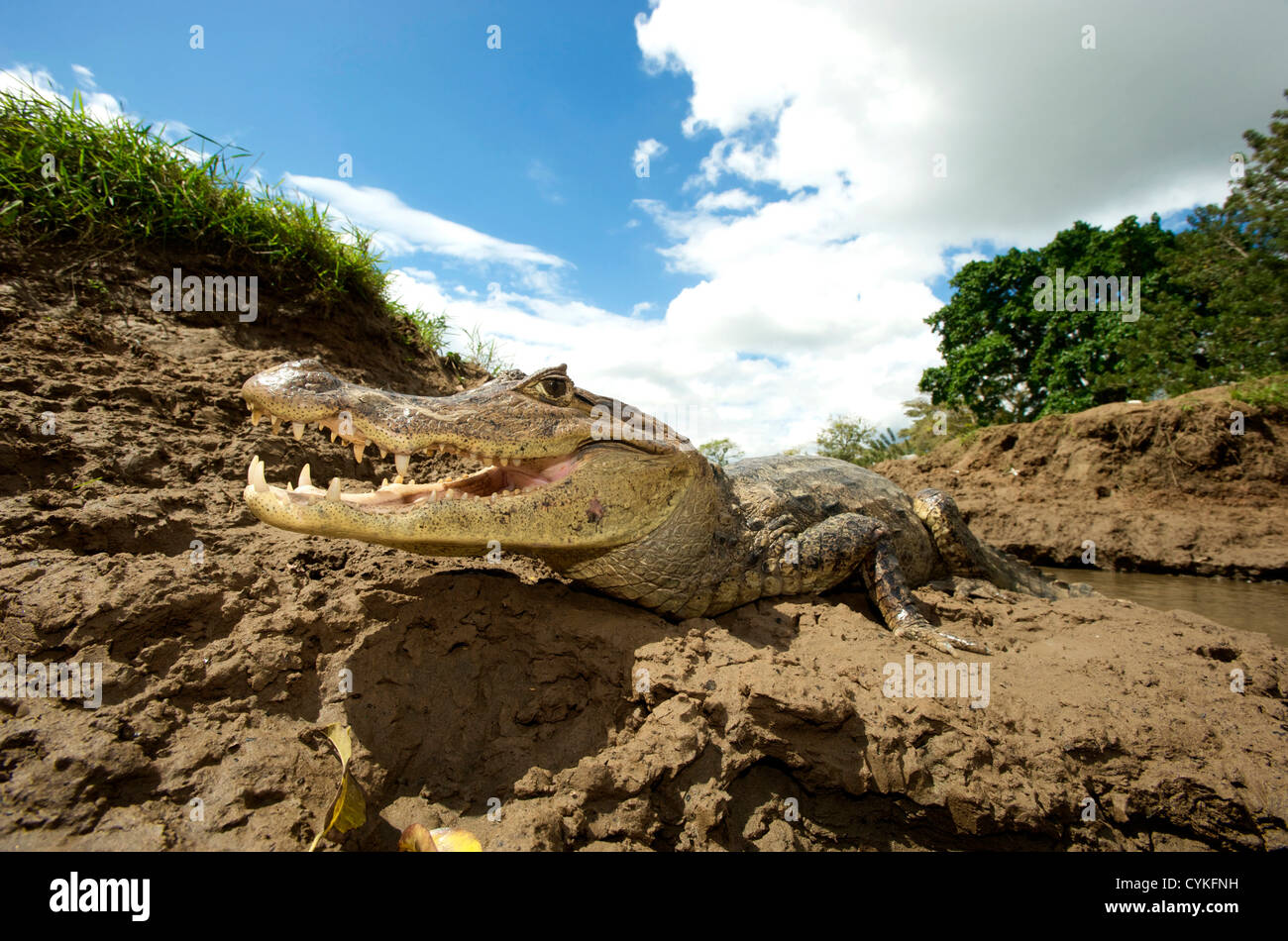Brillentragende Kaiman (Caiman Crocodilus), Costa Rica. Stockfoto