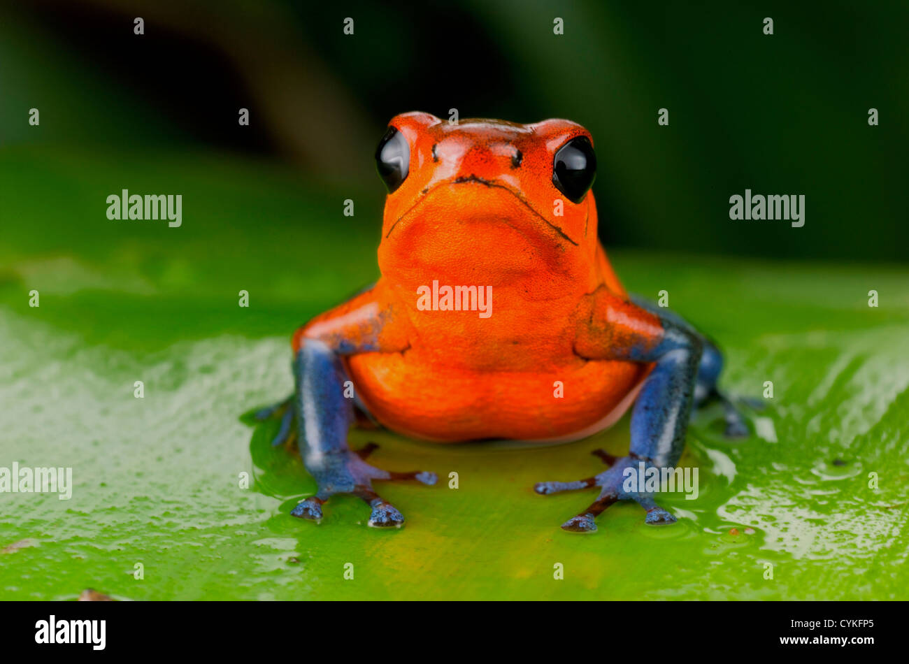 Strawberry poison Frosch oder Strawberry Poison-Dart Frog (Oophaga Pumilio), Costa Rica. Stockfoto