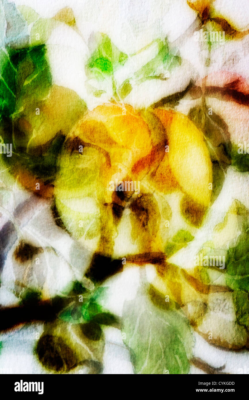Blätter und Äpfel A fotografische Mischung von Bildern aus einem Aquarell Stockfoto
