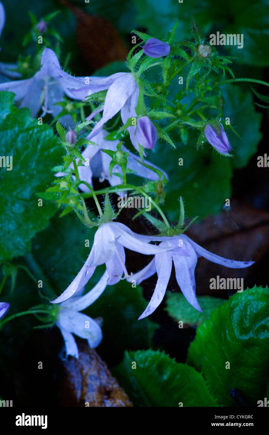 Blaue Glockenblumen in einen englischen Garten Stockfoto