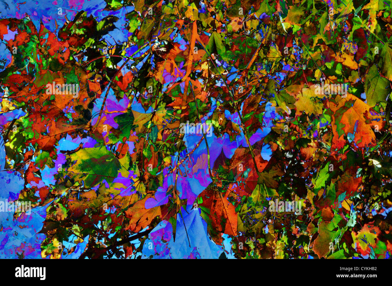 Ein Digitalkunst kreativen Verbund aus zwei Bilder des Herbstes oder Herbst Stockfoto