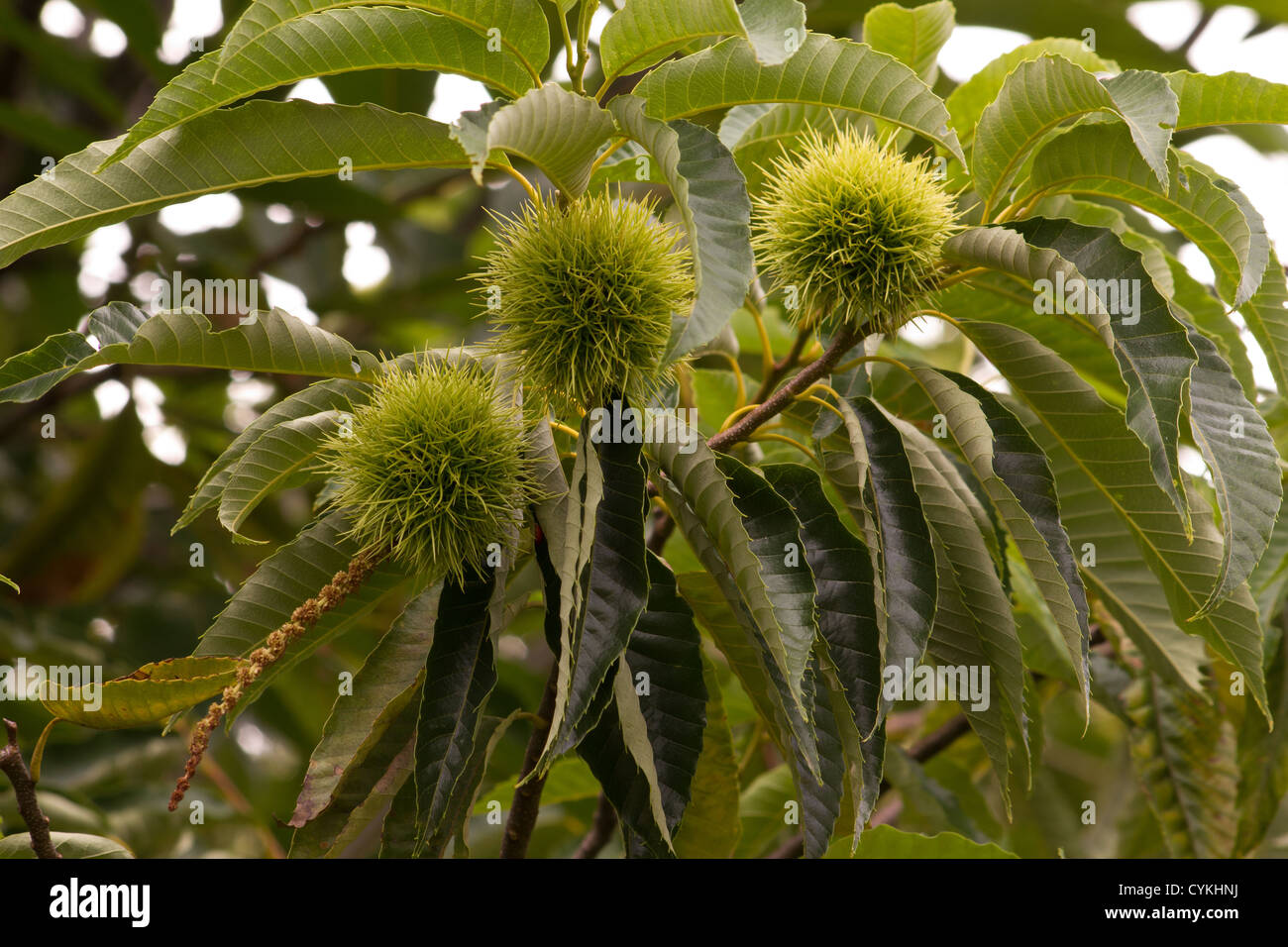 Castanea Sativa (Edelkastanie) Baum mit Früchten Stockfotografie Alamy