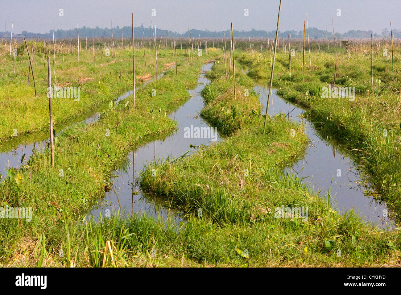 Myanmar, Burma. Schwimmende Grundstücke für Landwirtschaft, Inle-See, Shan-Staat. Die hohen Masten verankern die Inseln auf dem Seegrund. Stockfoto