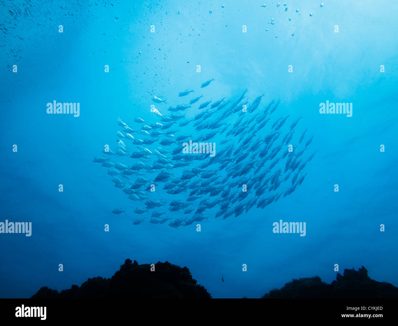 LITTLE CORN ISLAND, NICARAGUA: Schule der Silberkugel Fisch oder Köder schwimmt oben ein Korallenriff in das klare Wasser der Karibik Stockfoto