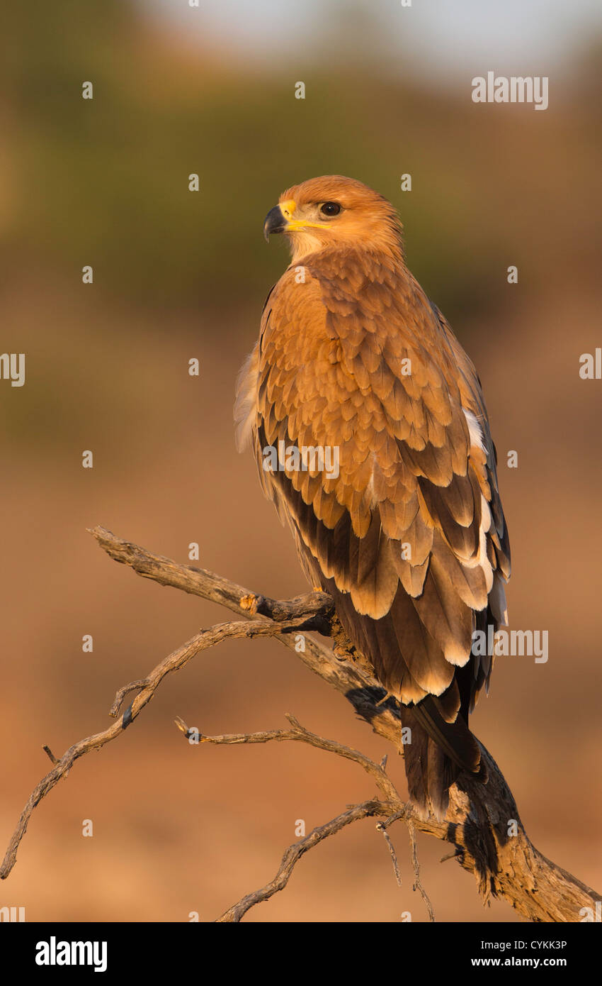 Tawny Adler bei Sonnenaufgang Stockfoto