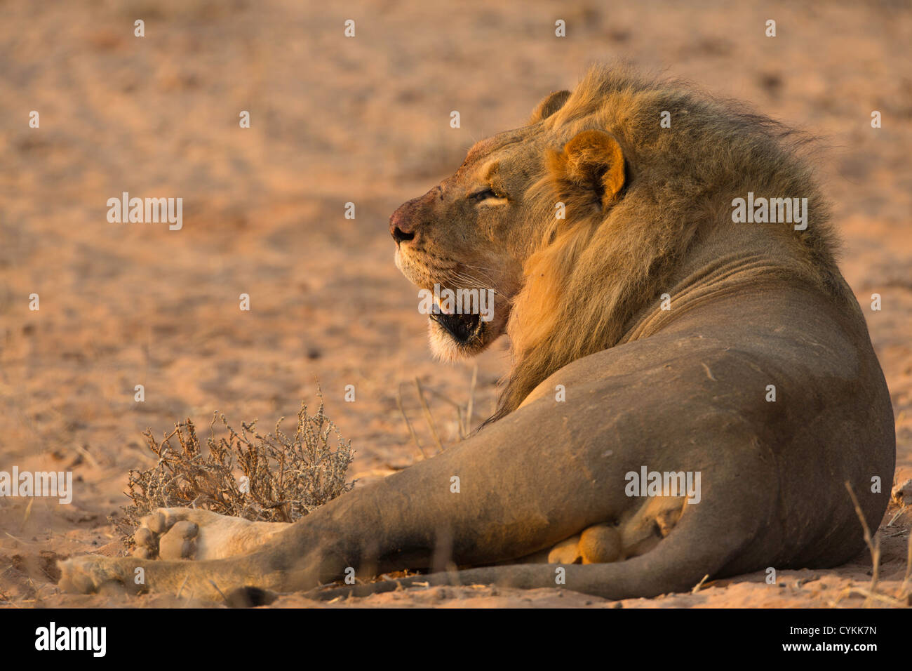 Löwe männlich bei Sonnenaufgang Stockfoto