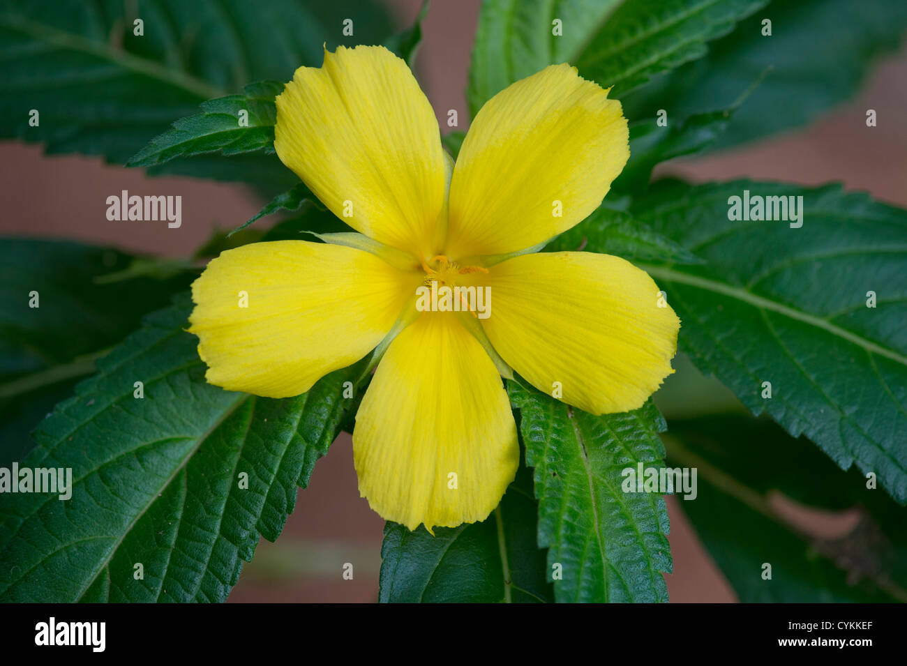 Turnera Ulmifolia. Gelbe Blume der Erle in Indien Stockfoto