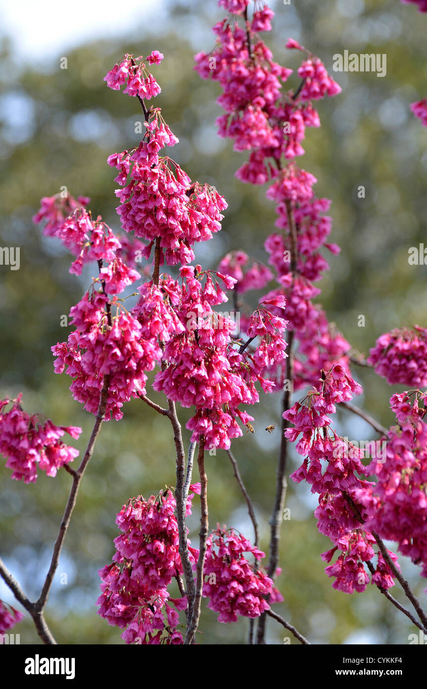 Kirschblüten, Cornwall Park, Auckland New Zealand Stockfoto