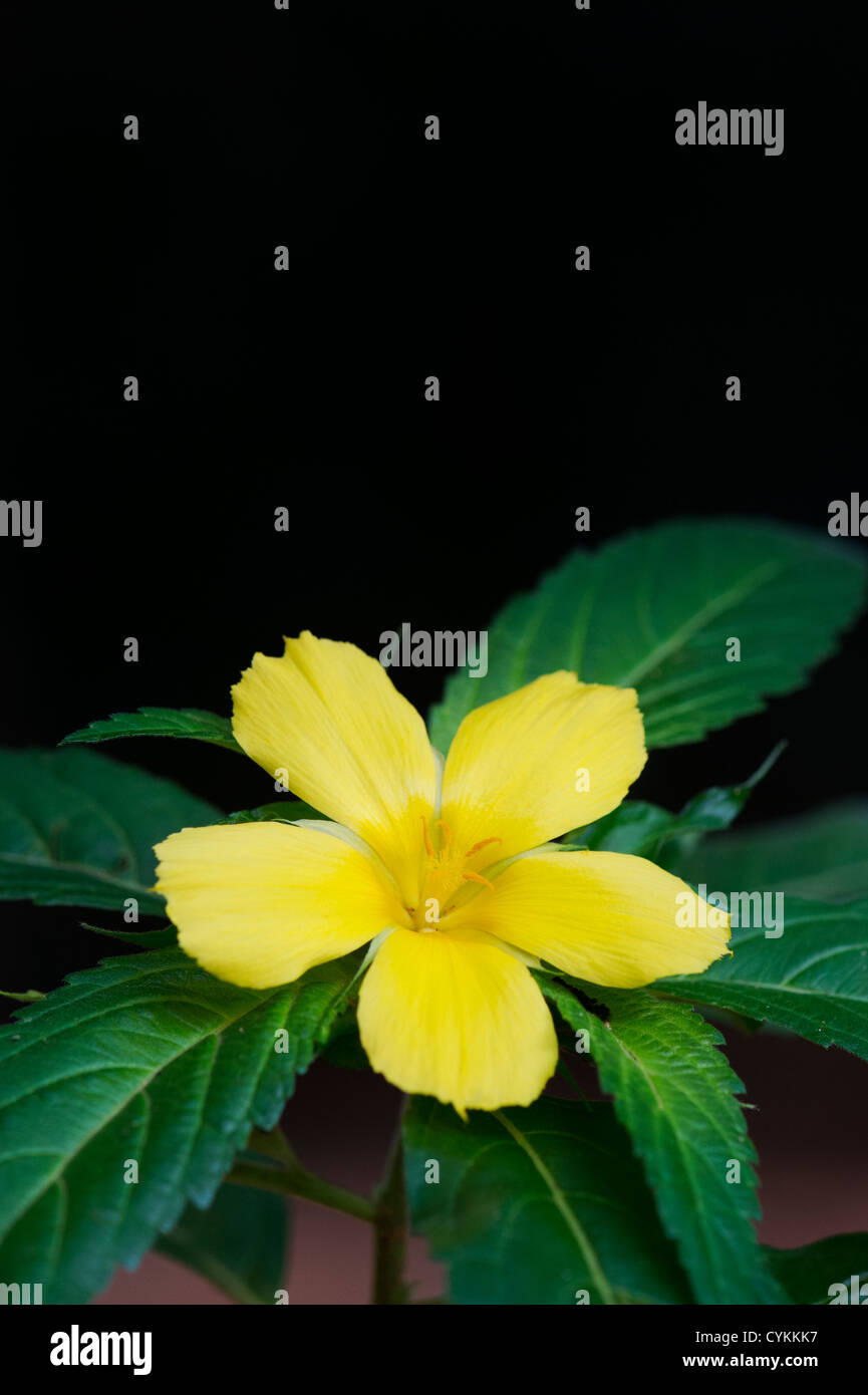 Turnera Ulmifolia. Gelbe Blume der Erle in Indien Stockfoto