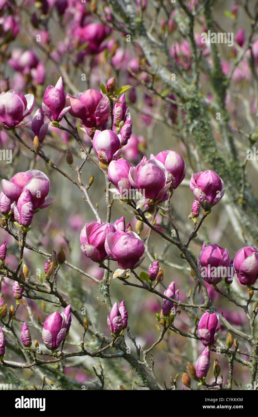 Kirschblüten, Cornwall Park, Auckland New Zealand Stockfoto