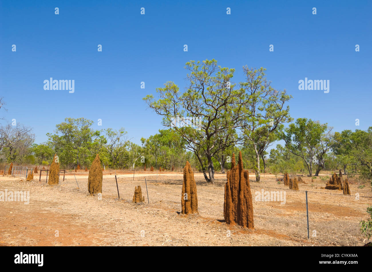 Kathedrale Termitenhügel, Northern Territory, Australien Stockfoto