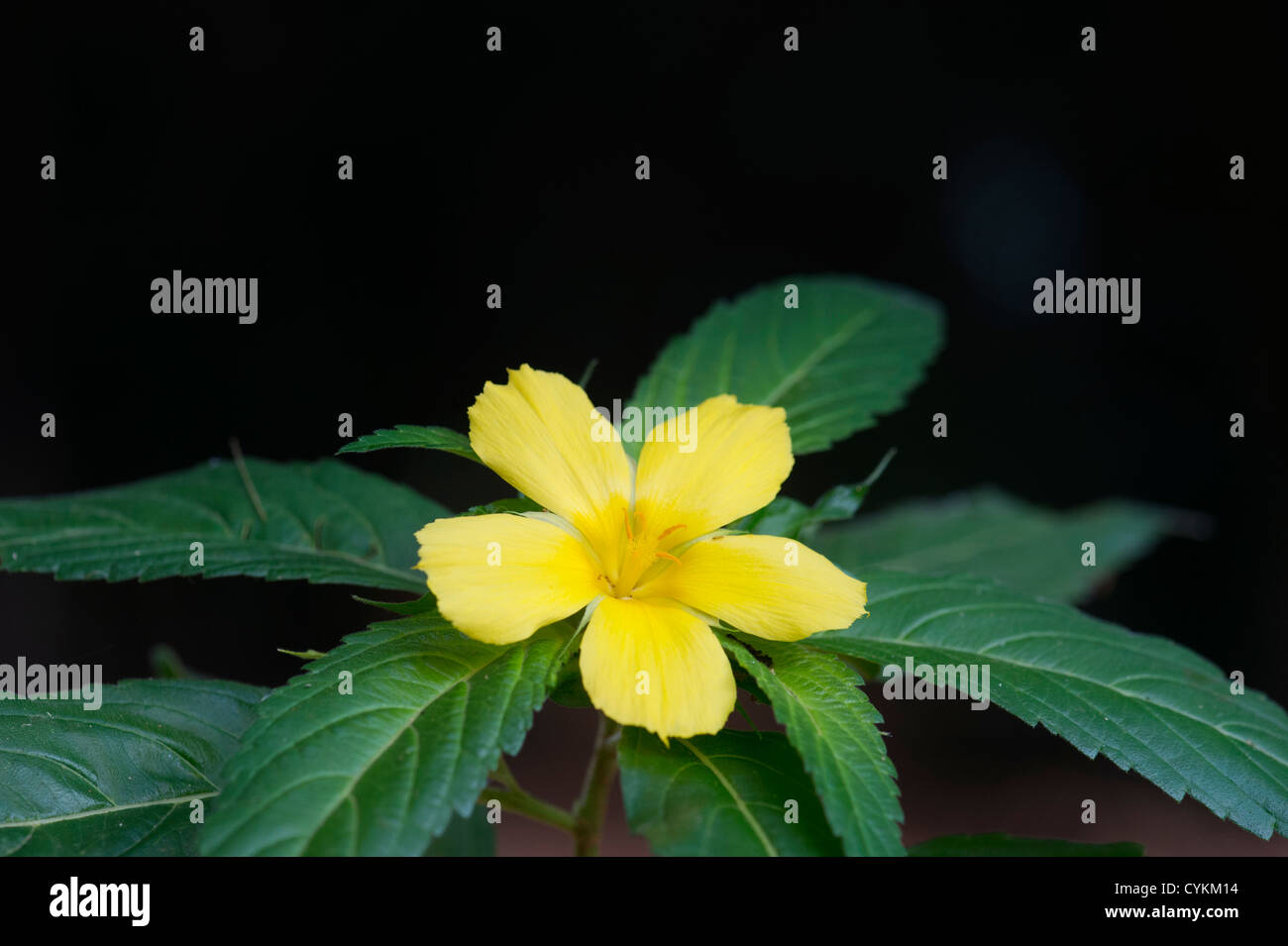 Turnera Ulmifolia. Gelbe Blume der Erle in Indien Stockfoto