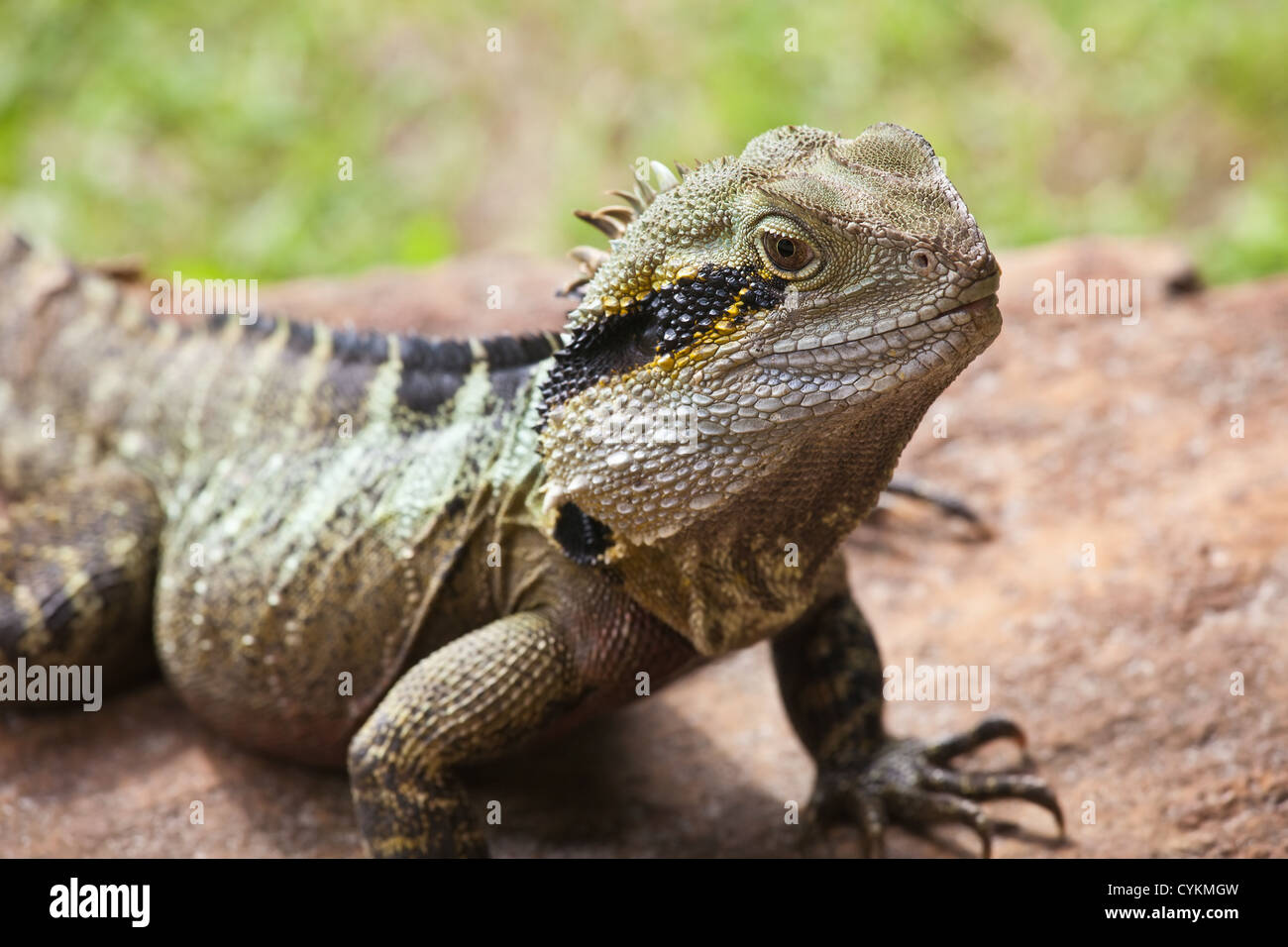Leguan Queensland QLD Australien Eidechse / Reptilien hautnah Stockfoto