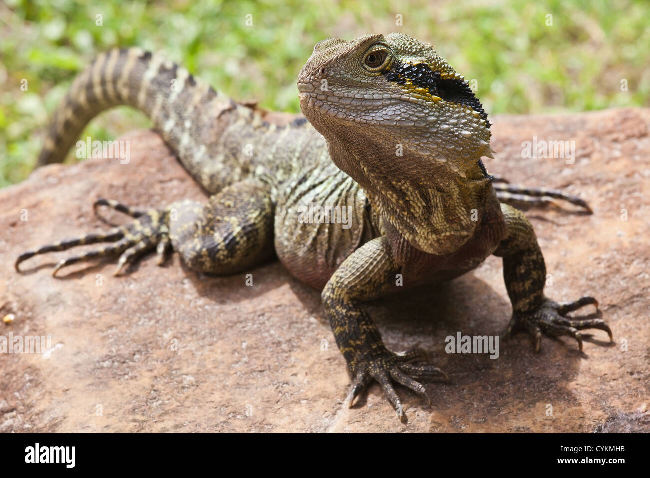 Leguan Queensland QLD Australien Eidechse / Reptilien hautnah Stockfoto