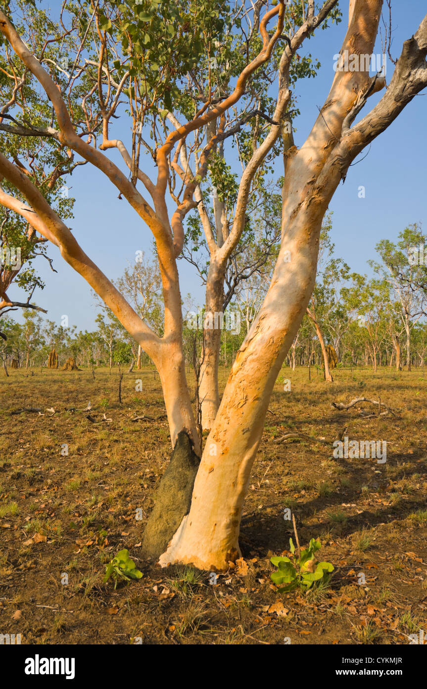Salmon Gum (Eucalyptus Tintinnans), Kakadu National Park, Nortern Gebiet, NT, Australien Stockfoto