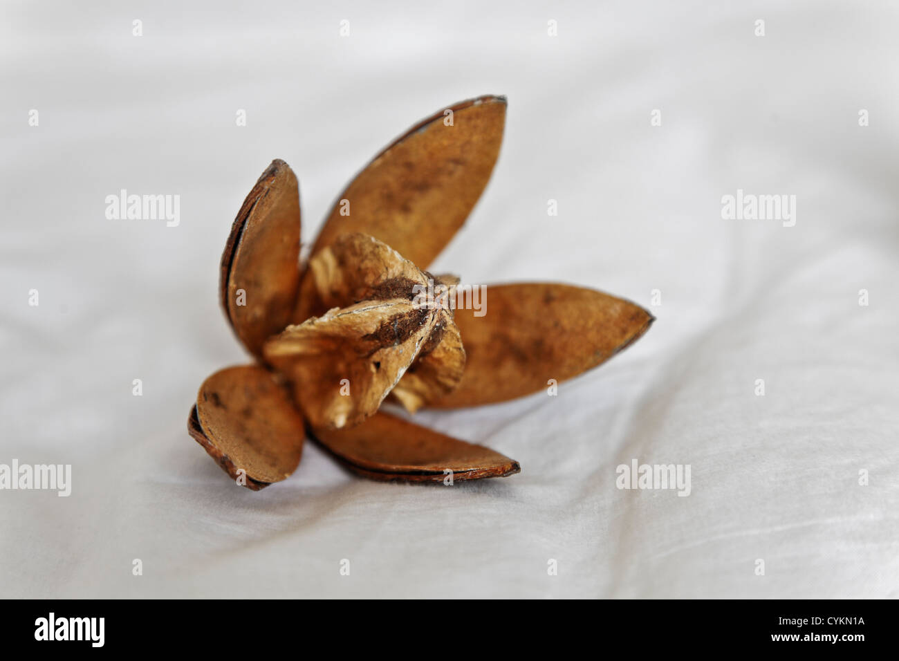Getrocknete Wattestäbchen öffnen Blütenblätter zeigt 'Square' Leinen Hintergrund aufzuhellen. Generische erschossen genommen in einem Studio in Bangalore, Indien Stockfoto