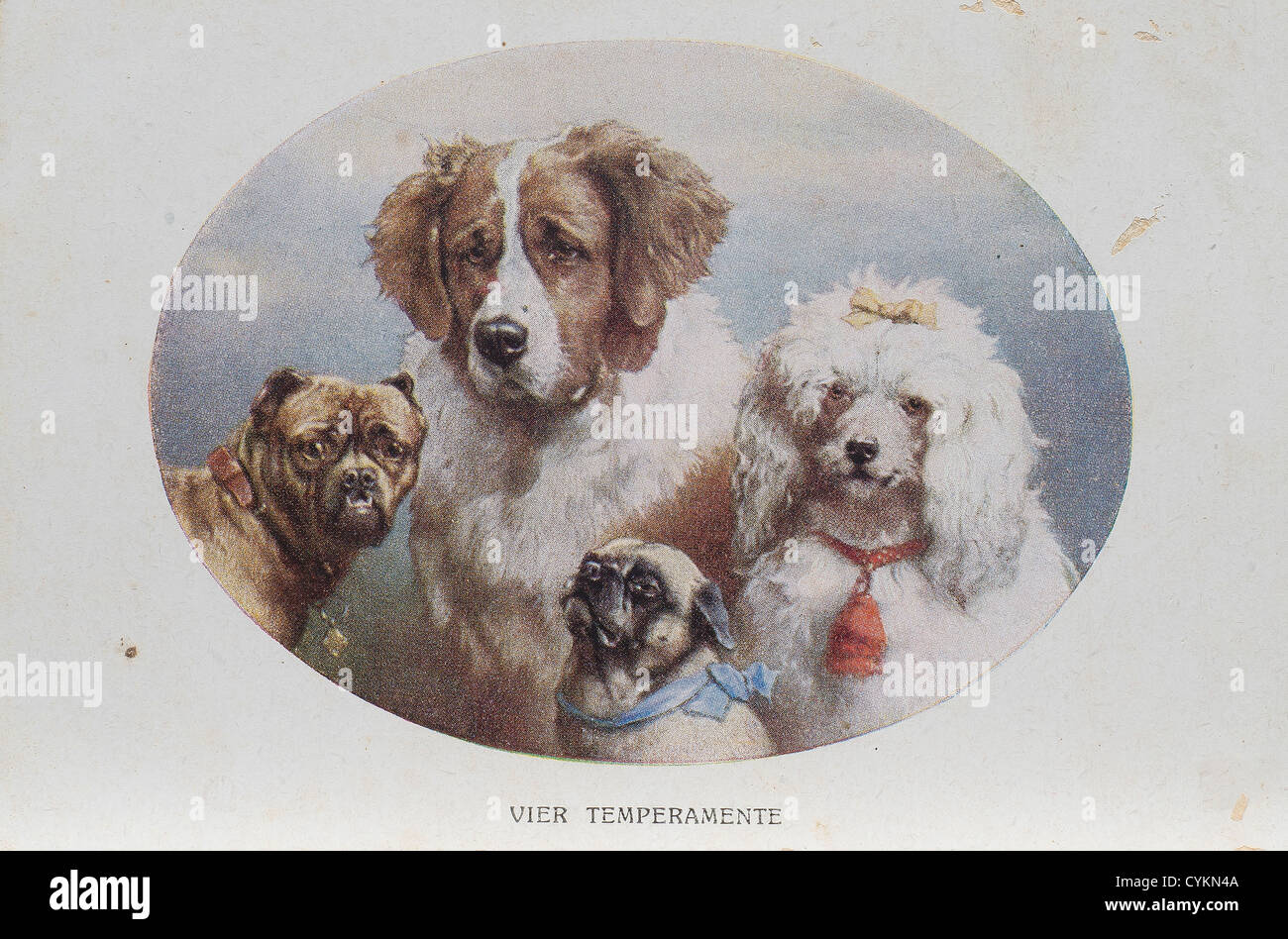 vier Hunde, die Zeichnung in eine alte Postkarte Stockfoto