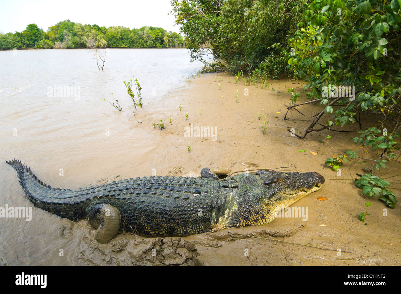 Brutus ist ein berühmtes Salzwasser-Krokodil (Crocodylus porosus), Adelaide River, Northern Territory, Australien Stockfoto